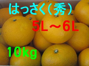 八朔（秀）5L〜6L混合　10kg