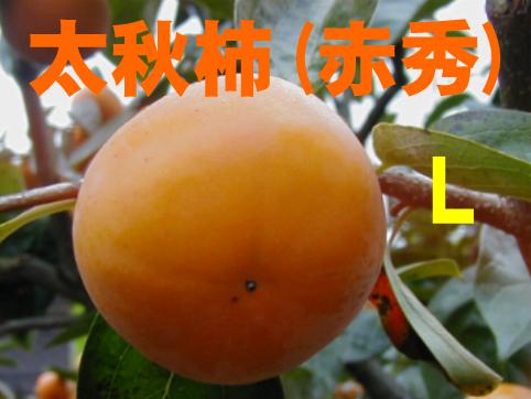 太秋柿（赤秀） Lサイズ 