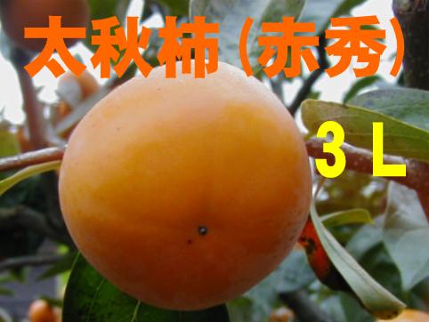 太秋柿（赤秀） 3Lサイズ 