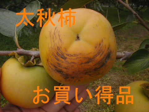 太秋柿（お買い得品）L〜3L混合