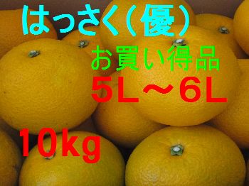 八朔  (お買い得品)  5L〜6L混合　10kg